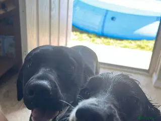 Springador dogs Springador puppies - Advert 8