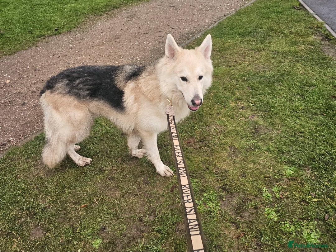 Mixed Breed dogs for sale: German sheperd x lab  - Advert 9