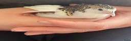 Quail poultry for sale: Chinese Painted/Button Quail Eggs for Sale - Advert 7