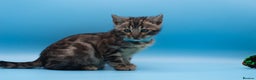 Bengal cats for sale: Beautiful TICA Registered Bengal Kittens - Advert 12
