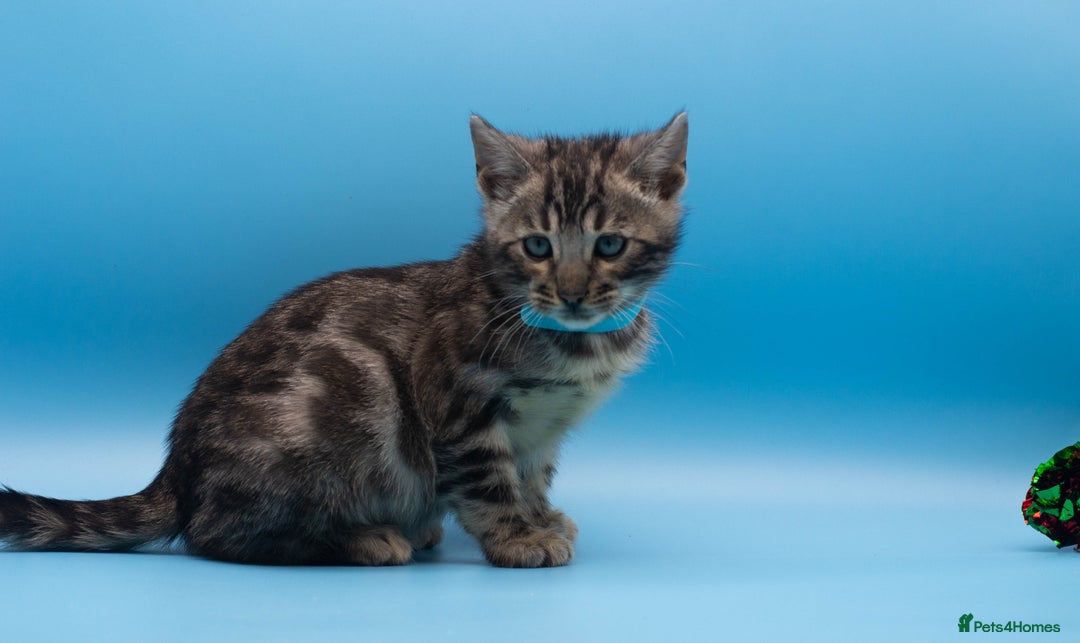 Bengal cats for sale: Beautiful TICA Registered Bengal Kittens - Advert 12