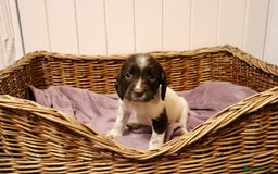 English Springer Spaniel dogs for sale: Working Bred Springer Spaniel Puppies For Sale.  - Image 12