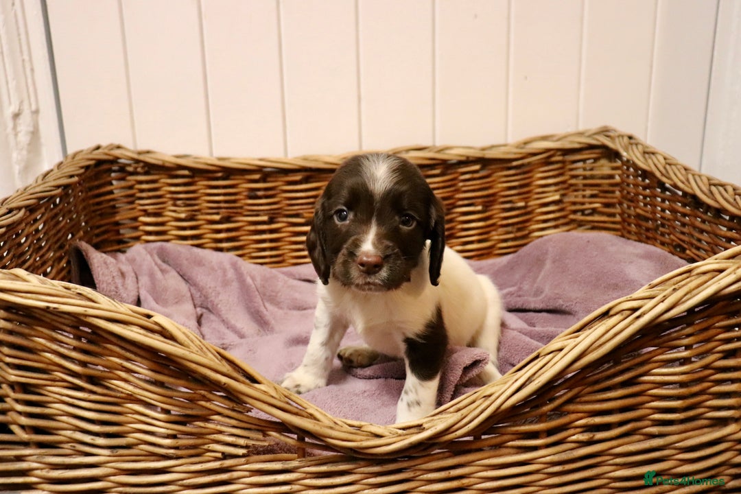 English Springer Spaniel dogs for sale: Working Bred Springer Spaniel Puppies For Sale.  - Image 12