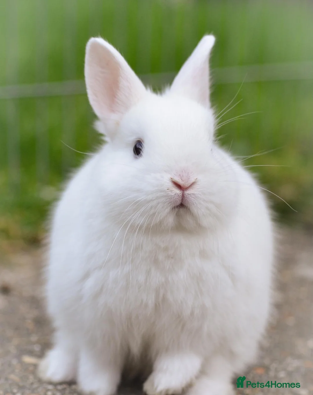 Netherland Dwarf rabbits for sale: Netherland Dwarf Baby Rabbits - Advert 4