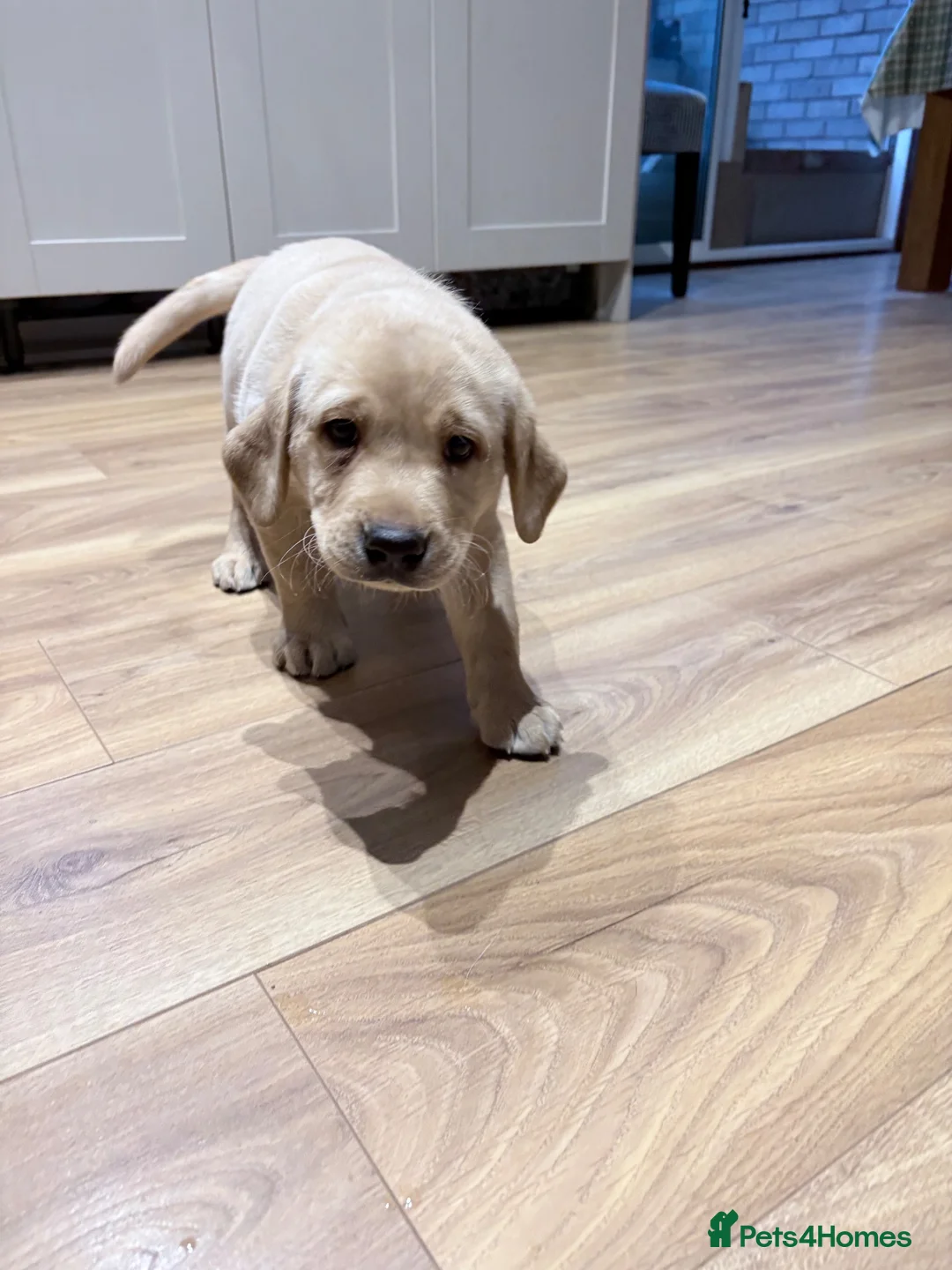 Labrador Retriever dogs for sale: Pedigree (KC REG) Boy Labrador Puppy in Stafford - Advert 6