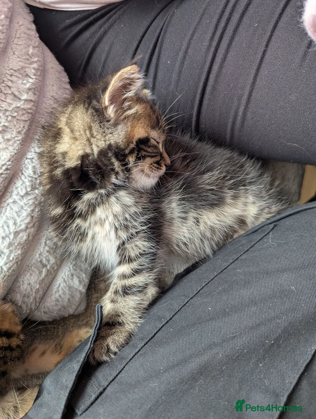 Persian cats for sale: 3 X long haired, Doll faced Persian kittens cross  - Advert 2