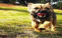 Mixed Breed dogs for sale: Corrier (Corgi X Border Terrier)  - Image 11