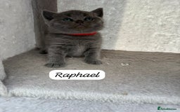 British Shorthair cats for sale: Beautiful Blue British shorthair kittens for sale - Image 15