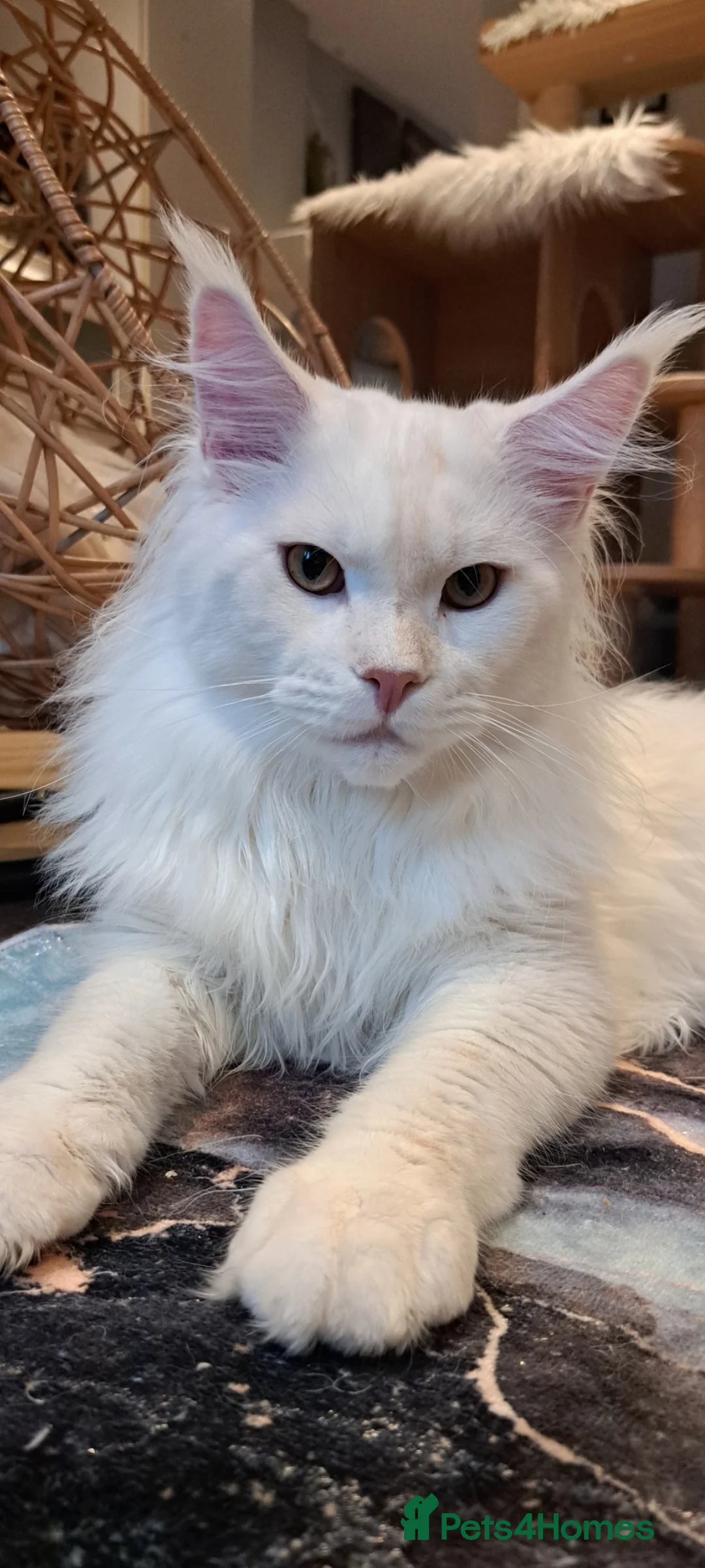 Maine Coon cats for stud: Maine coon boy for stud in London - Advert 10