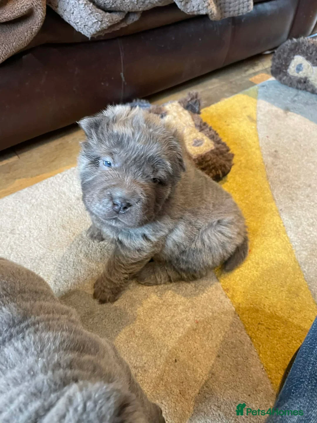 Shar Pei dogs for sale: 4 Shar pei puppies for sale - Advert 20
