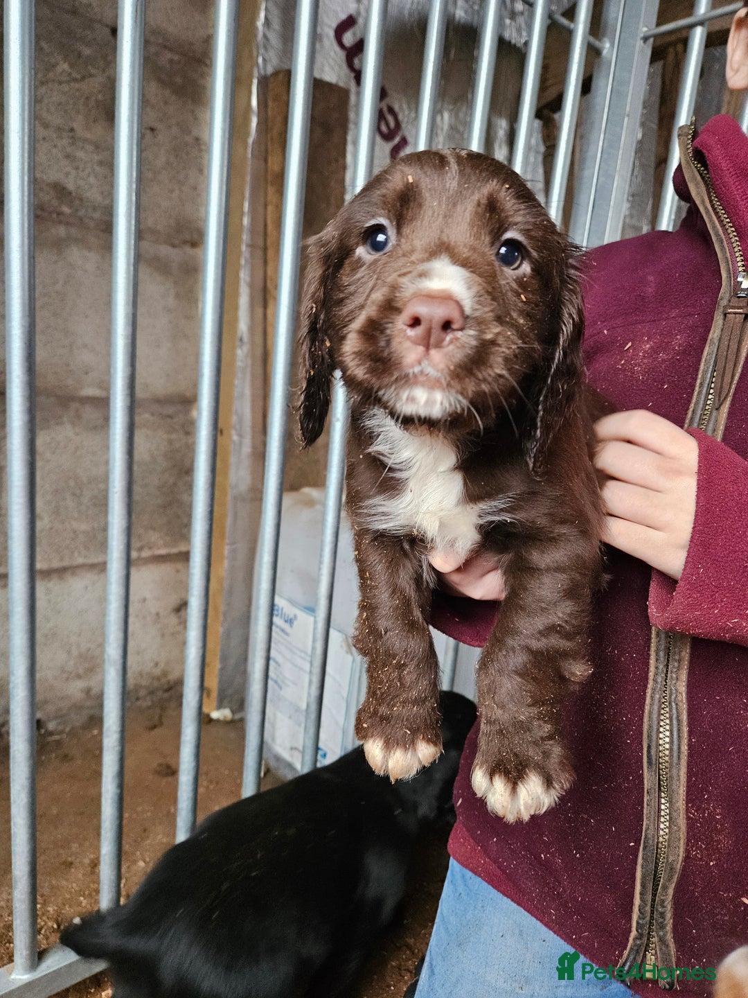 Cocker Spaniel dogs for sale: Fantastically well bred working cocker spaniels  - Advert 10