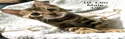 Bengal cats for sale: Full & Half Breed Bengal Kittens  - Advert 25
