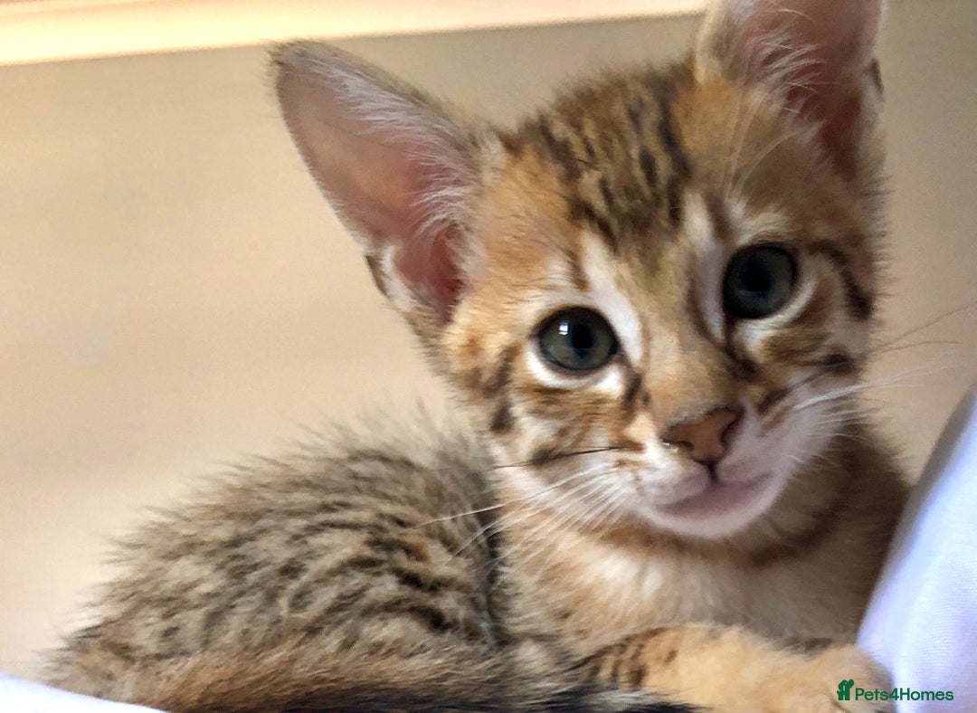 Savannah cats for sale: Beautiful full pedigree savannah kittens  - Image 14
