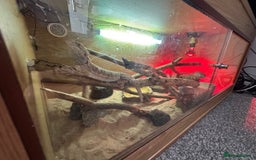 Bearded Dragon reptiles for sale: Young Bearded Dragon For Sale - Image 4