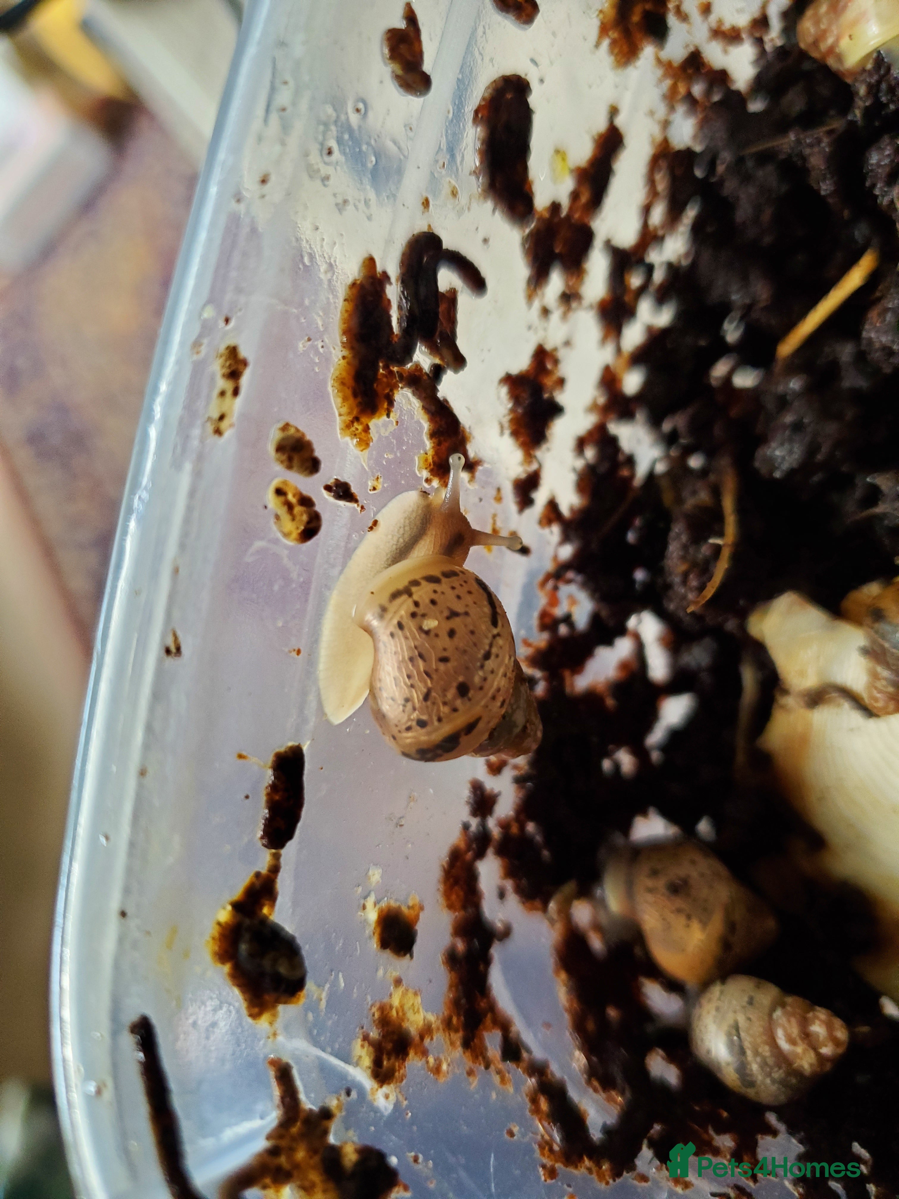 Snails invertebrates Giant African Land Snail babies (3 weeks old) - Advert 1