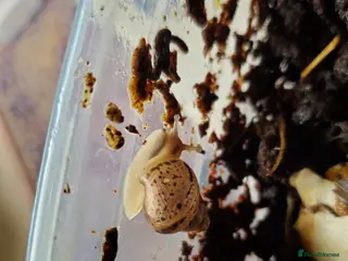 Snails invertebrates Giant African Land Snail babies (3 weeks old) - Advert 1