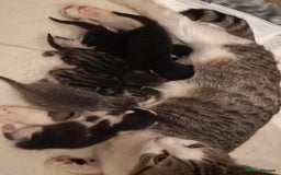 Mixed Breed cats for sale: Lovely kittens  - Image 5