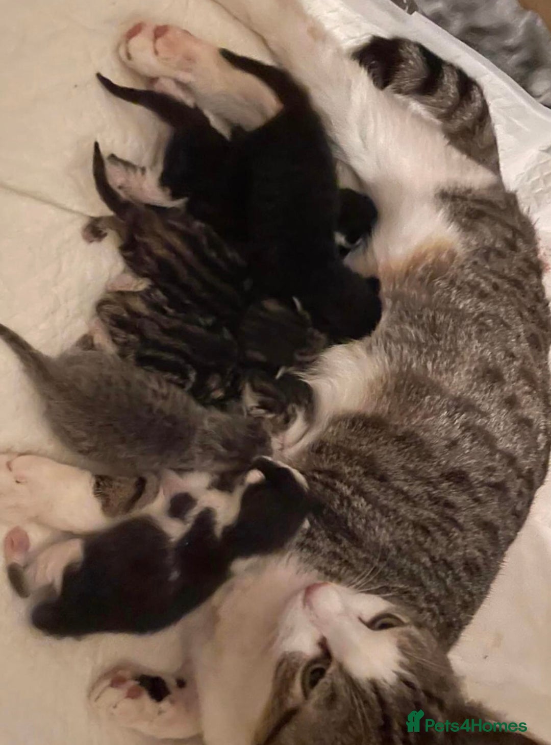 Mixed Breed cats for sale: Lovely kittens  - Image 5