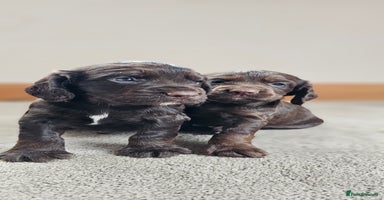Cocker Spaniel dogs - Advert 11