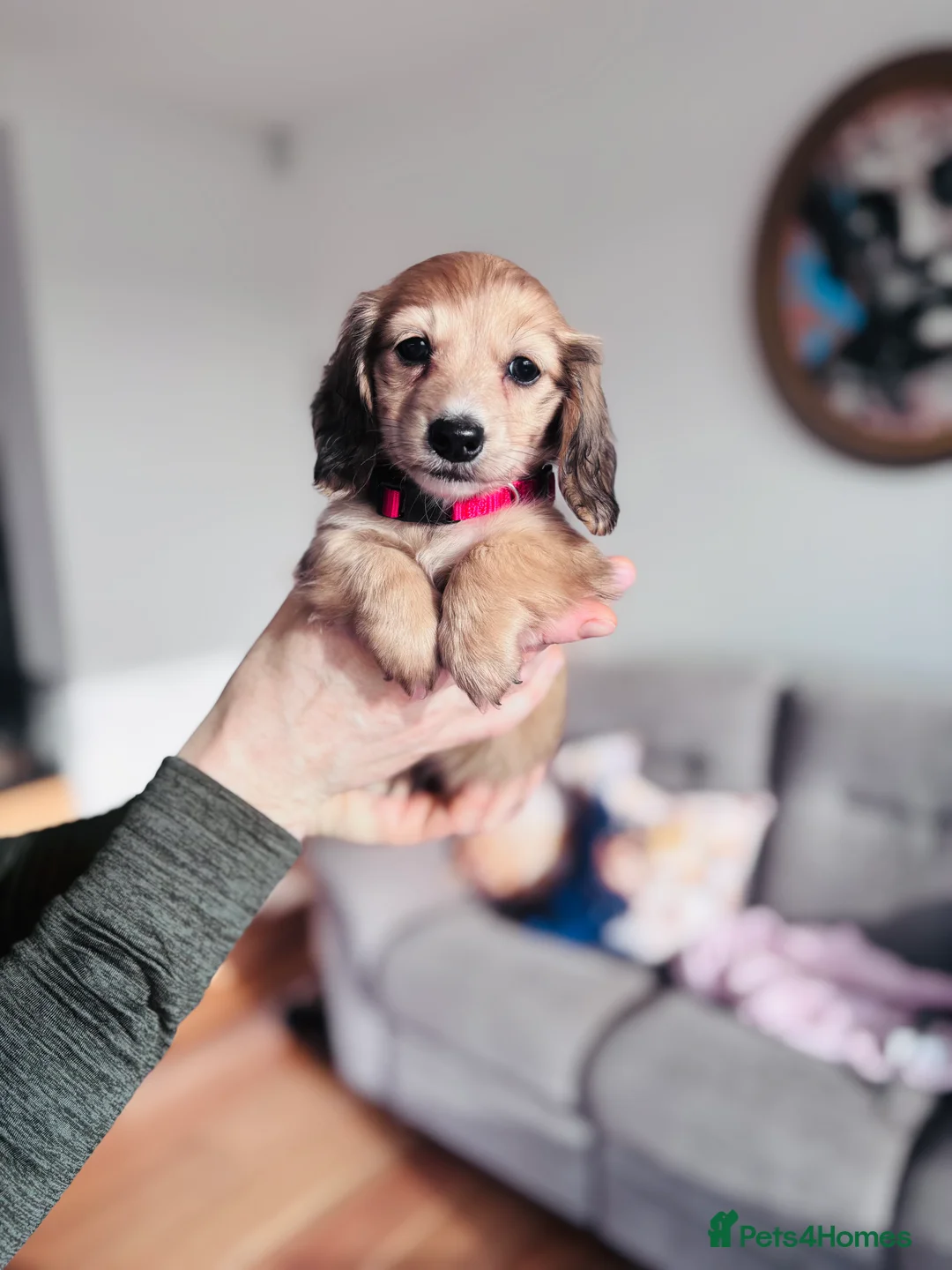 Miniature Dachshund dogs for sale: Dachshund miniature longhaired - Advert 8