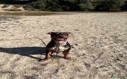 Staffordshire Bull Terrier dogs for sale: Urgent home needed  - Image 2