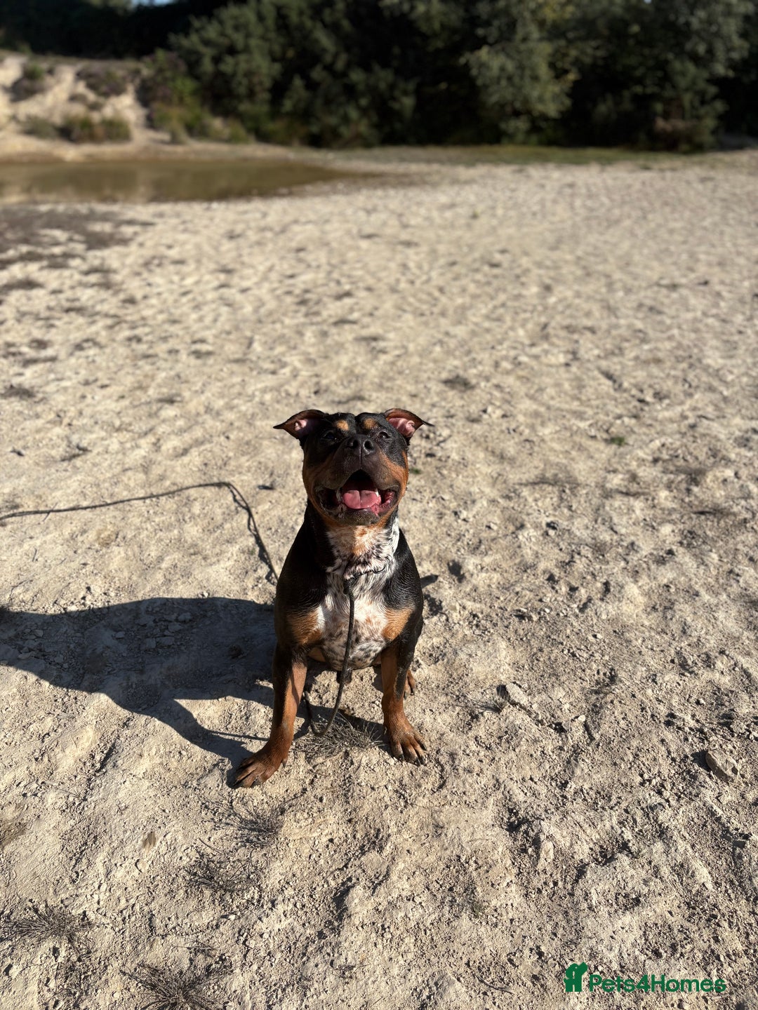 Staffordshire Bull Terrier dogs for sale: Urgent home needed  - Image 2