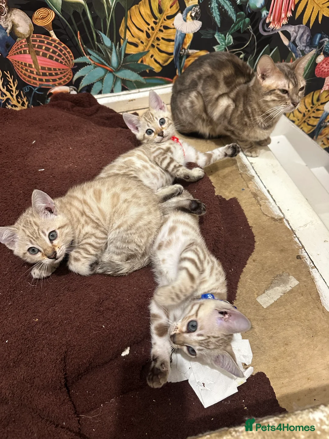 Bengal cats for sale: TICA Registered Bengals - Advert 9