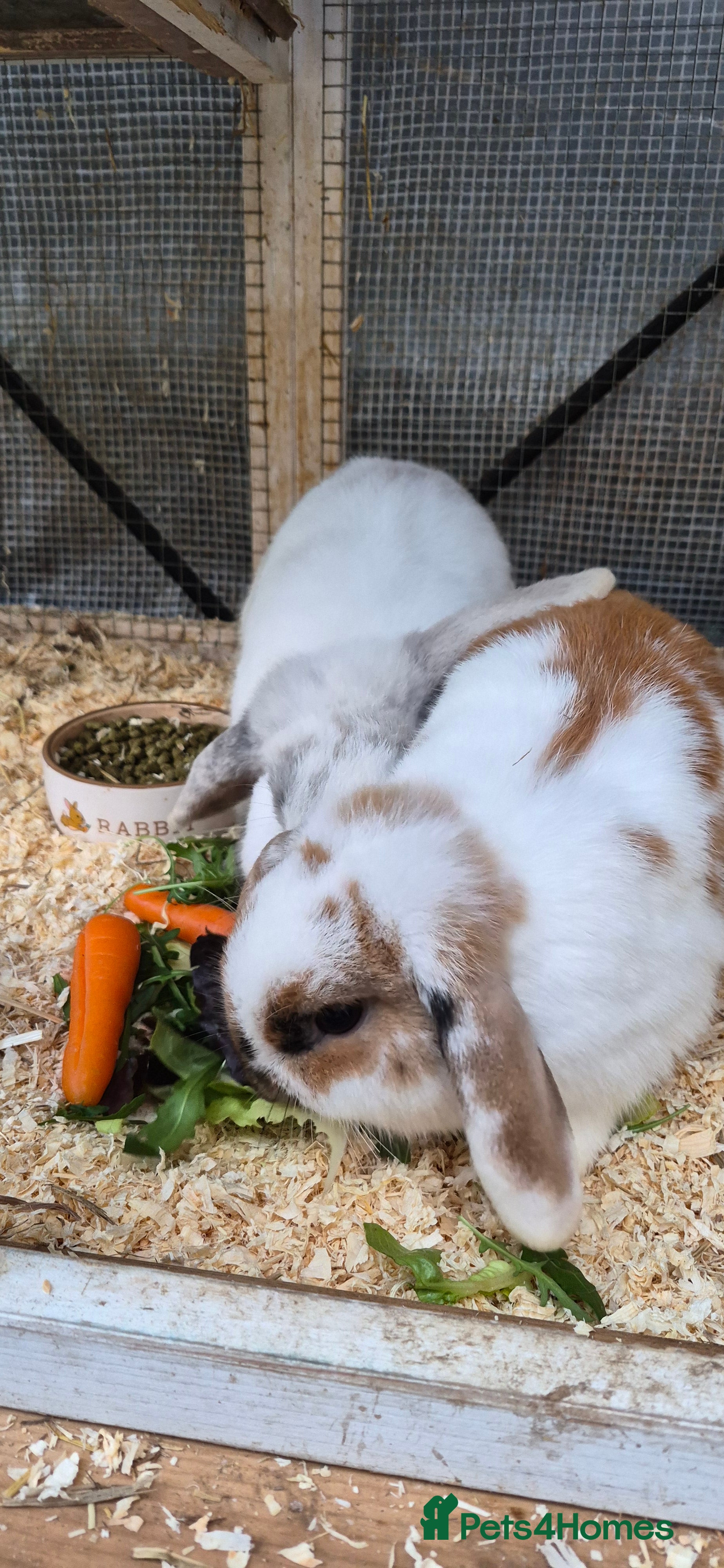 Mixed Breed rabbits 2 Rabbits  in Corby - Advert 1