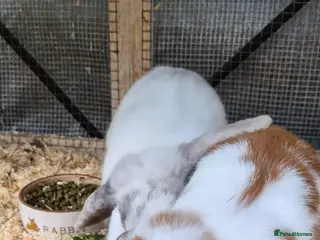 Mixed Breed rabbits 2 Rabbits in Corby - Advert 1