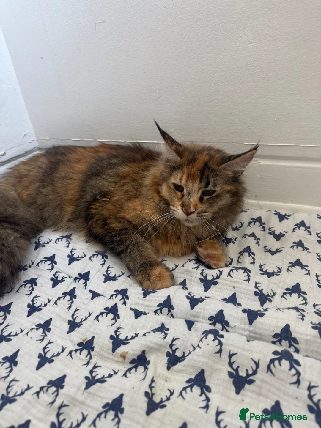 Maine Coon cats for sale: TICA active Maine Coon female DNA tested - Advert 2