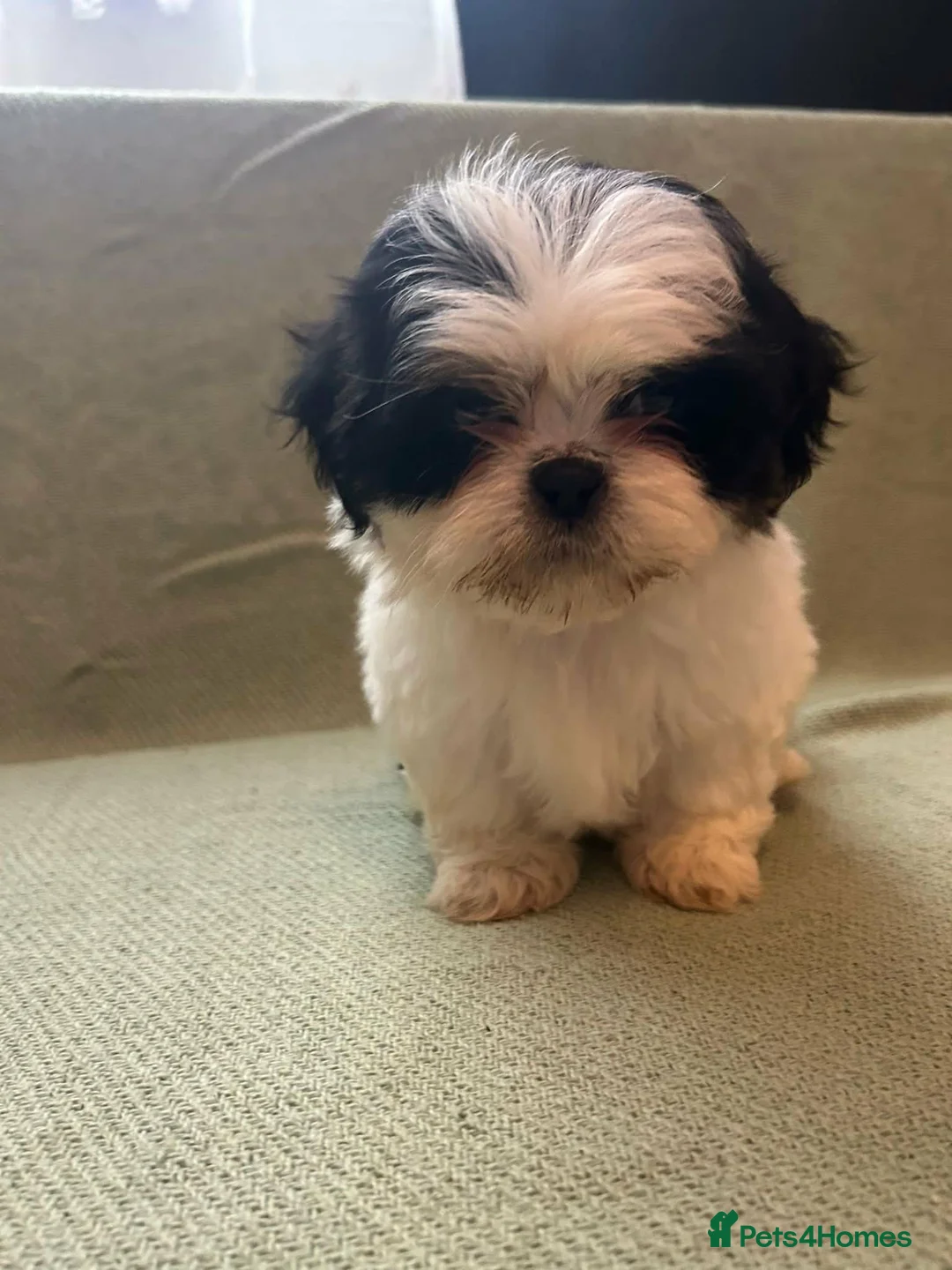 Shih Tzu dogs for sale: Shih Tzu Puppies For Sale 🐶🤎 - Advert 2