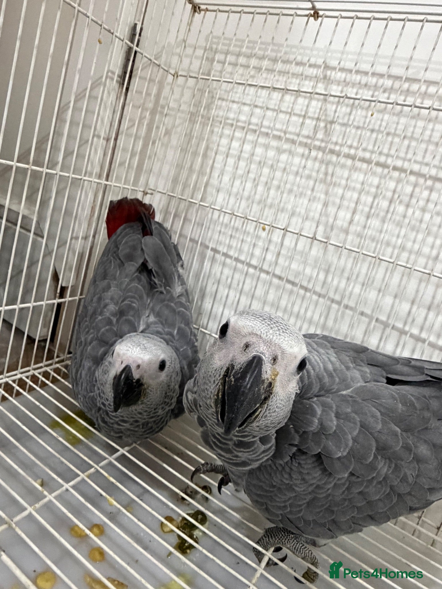 Parrots birds Young African greys closed rung with cities  - Advert 2
