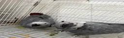 Parrots birds for sale: Young African greys closed rung with cities  in Leeds - Advert 2