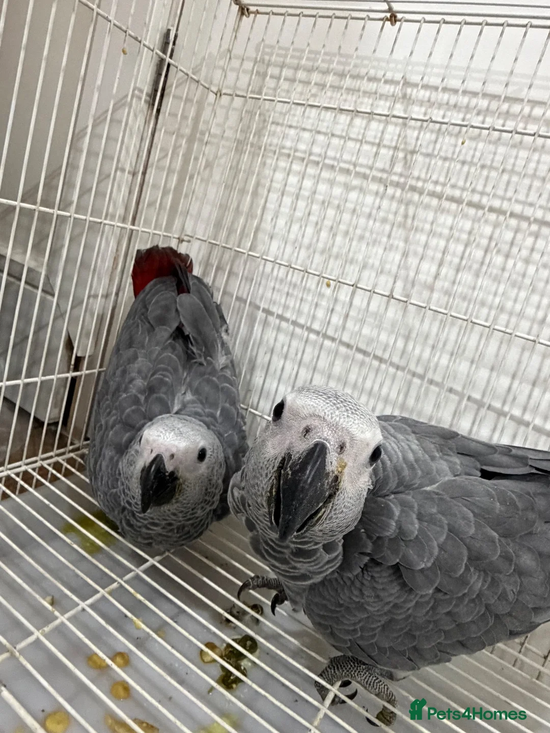 Parrots birds for sale: Young African greys closed rung with cities  in Leeds - Advert 2