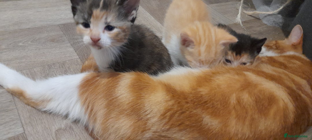 Mixed Breed cats for sale: 3 mixed breed kittens available  - Image 5