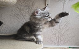 Maine Coon cats for sale: READY NOW Maine Coon Kitten Russian/Shaded lines in Hull - Image 21