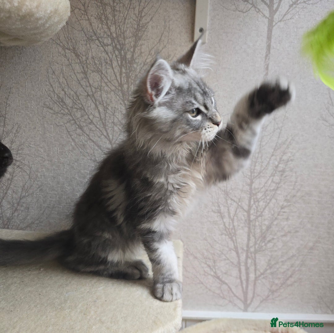 Maine Coon cats for sale: READY NOW Maine Coon Kitten Russian/Shaded lines in Hull - Image 21