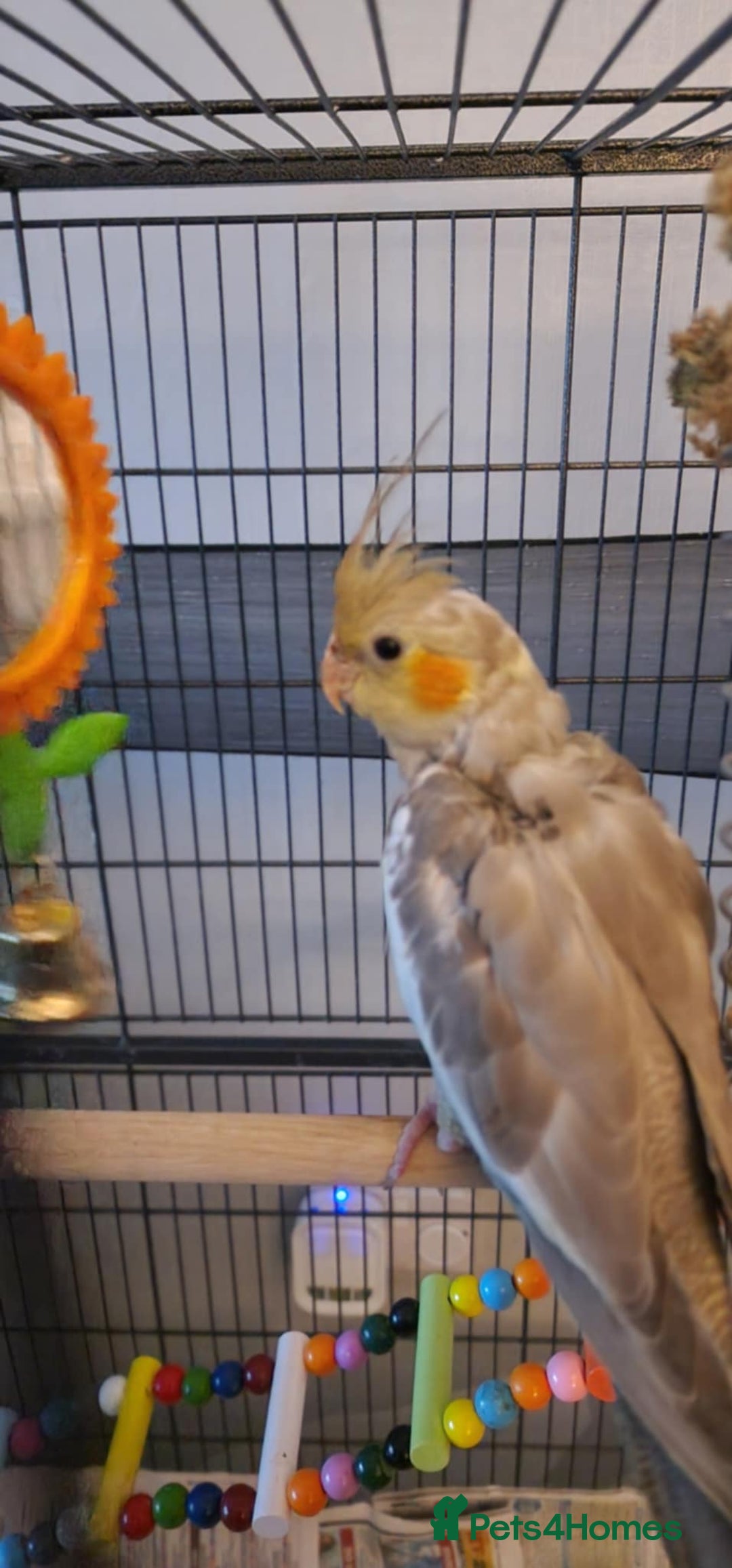 Cockatiels birds for sale: Baby Cockatiels  - Advert 1