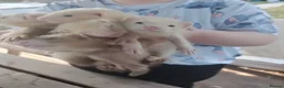 Ferret rodents for sale: Beautiful Ferret Kits for sale  - Advert 3