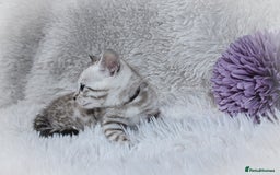 Bengal cats for sale: 🏆OUTSTANDING SHOW WINNING BENGALS KITTENS🔥 - Image 8