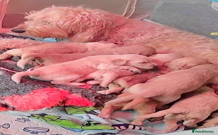 Goldendoodle dogs Beautiful F2 Goldendoodle Puppies  - Advert 9