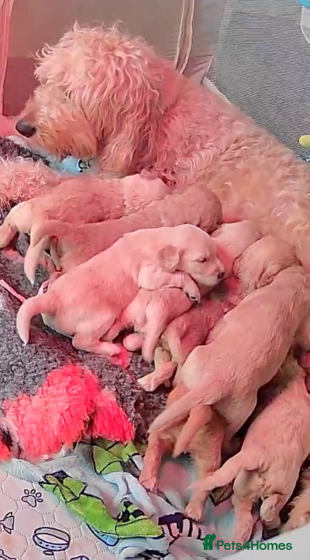 Goldendoodle dogs for sale: Beautiful F2 Goldendoodle Puppies  - Advert 1