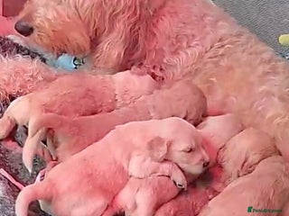 Goldendoodle dogs for sale: Beautiful F2 Goldendoodle Puppies - Advert 1
