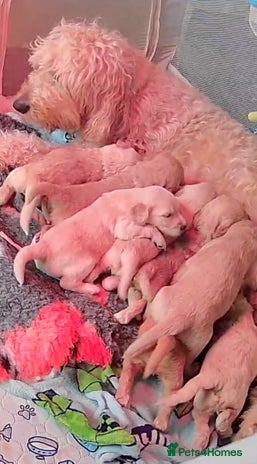 Goldendoodle dogs Beautiful F2 Goldendoodle Puppies - Advert 1