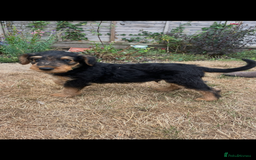 Airedale Terrier dogs for sale: Well bred, balanced litter. Quick learners. - Image 7