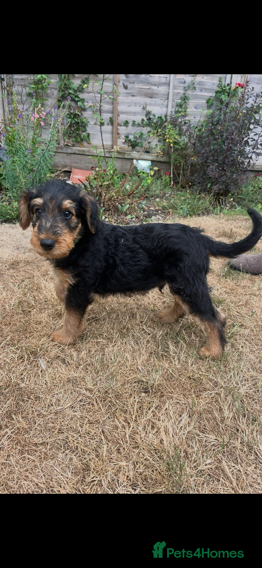 Airedale Terrier dogs for sale: Well bred, balanced litter. Quick learners. - Image 7