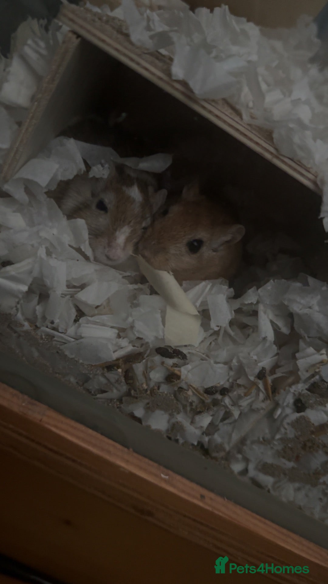 Gerbil rodents Male gerbil free too a good home - Advert 11