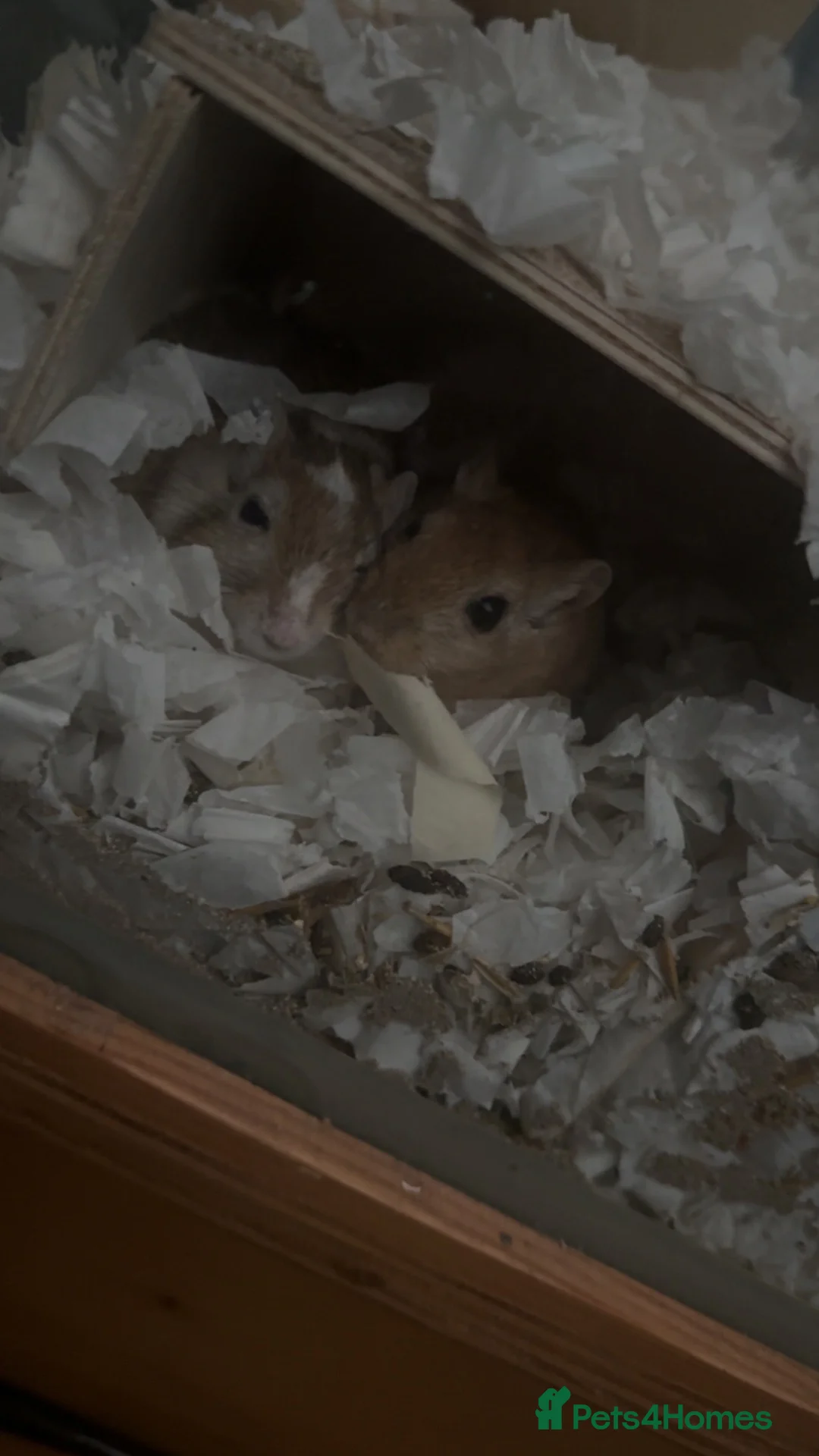 Gerbil rodents for sale: Male gerbil free too a good home - Advert 1