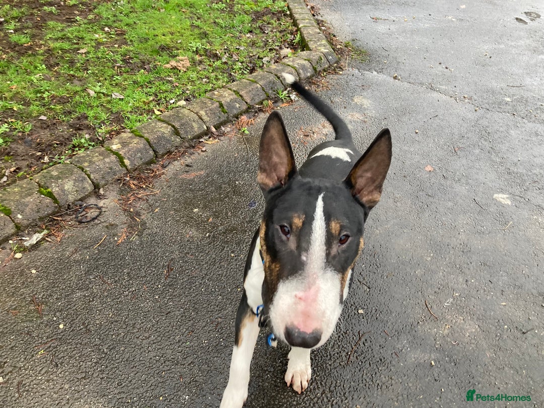English Bull Terrier dogs for sale: English Bull Terrier Brindle - Advert 1