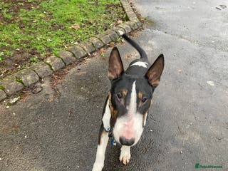 English Bull Terrier dogs English Bull Terrier Brindle - Advert 5
